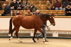 Lot  1829 TDM7899Tattersalls