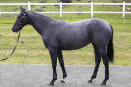 Lot  183 1814 TBK1Tattersalls