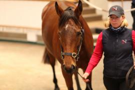 Lot  1832 TDM8025Tattersalls