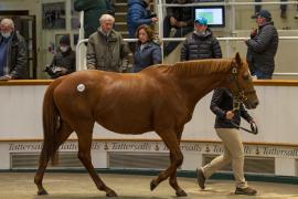 Lot  1837 TDM8772Tattersalls