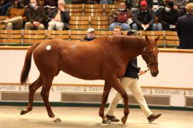 Lot  1839 TDM8429Tattersalls