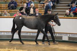 Lot  183 TBK1 4274Tattersalls