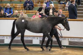 Lot  183 TBK1 4297Tattersalls