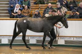 Lot  183 TBK1 4347Tattersalls