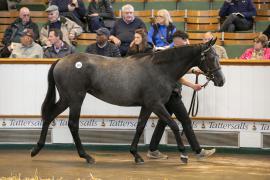 Lot  183 TBK1 4355Tattersalls