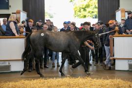 Lot  183 TBK1 4416Tattersalls