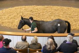 Lot  183 TBK1 4602Tattersalls