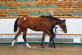 Lot  183 TSS1570Tattersalls