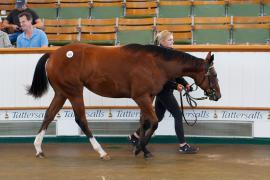 Lot  183 TSS1597Tattersalls