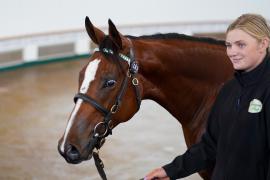 Lot  183 TSS1630Tattersalls