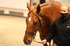 Lot  1840 TDM8536Tattersalls