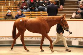 Lot  1840 TDM8560Tattersalls