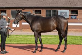 Lot  184 TBK1 2731Tattersalls