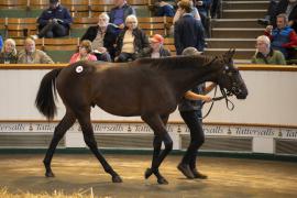 Lot  184 TBK1 4327Tattersalls