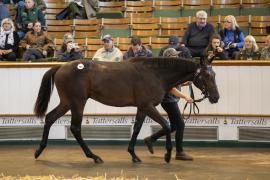 Lot  184 TBK1 4332Tattersalls