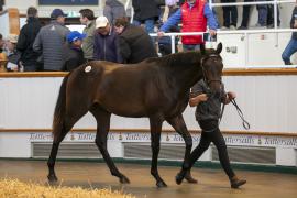 Lot  184 TBK1 4728Tattersalls