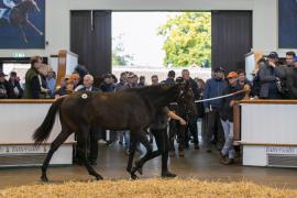 Lot  184 TBK1 4777Tattersalls