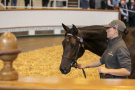 Lot  184 TBK1 4794Tattersalls