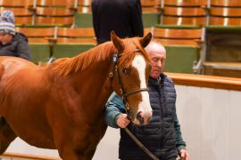 Lot  184 TDY 2534Tattersalls