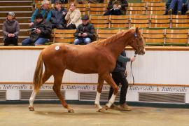 Lot  184 TDY 2535Tattersalls