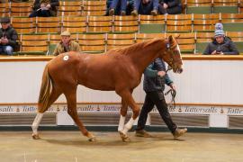 Lot  184 TDY 2541Tattersalls