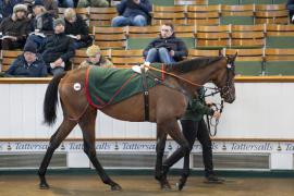 Lot  1850 TDM 9762Tattersalls