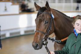 Lot  1850 TDM 9881Tattersalls