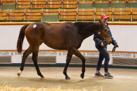 Lot  1856 TBK4 275Tattersalls