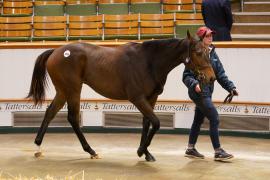 Lot  1856 TBK4 281Tattersalls