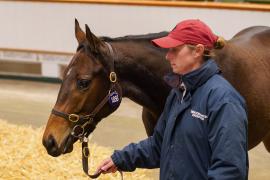 Lot  1856 TBK4 300Tattersalls