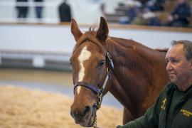 Lot  1858 TDM 9919Tattersalls