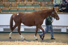 Lot  1858 TDM 9942Tattersalls