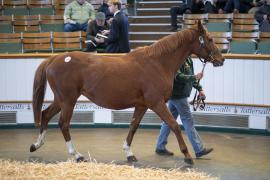 Lot  1858 TDM 9948Tattersalls