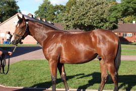 Lot  185 T B12440 Tattersalls