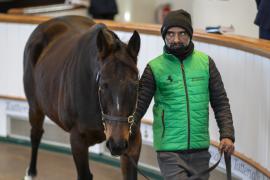 Lot  1861 TDM 10012Tattersalls