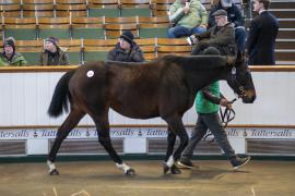 Lot  1861 TDM 10040Tattersalls