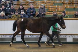 Lot  1861 TDM 10091Tattersalls