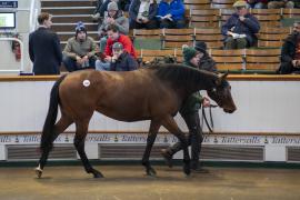 Lot  1888 TDM 10185Tattersalls