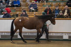 Lot  1888 TDM 10236Tattersalls