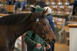 Lot  1888 TDM 10244Tattersalls