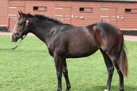 Lot  188 T B K1 0785 Tattersalls