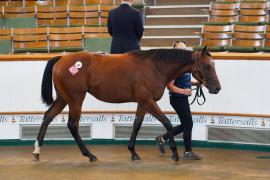 Lot  189 TSS1657Tattersalls