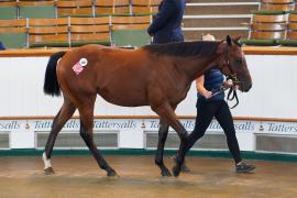 Lot  189 TSS1683Tattersalls