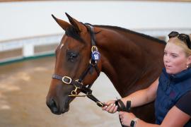 Lot  189 TSS1709Tattersalls