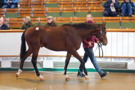 Lot  18 TDY 143Tattersalls