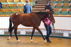 Lot  18 TDY 157Tattersalls