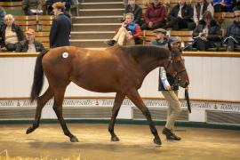 Lot  190 TBK1 4973Tattersalls