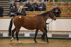 Lot  1910 TDM 10397Tattersalls