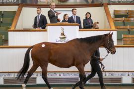 Lot  1910 TDM 10441Tattersalls