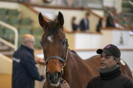 Lot  1910 TDM 10454Tattersalls